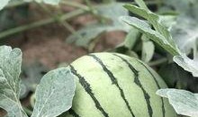 网红大瓜在哪找,揭秘热门事件背后的秘密聚集地